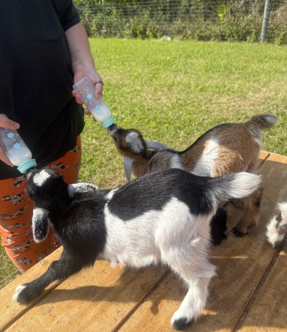 Young goats drinking milk from bottles