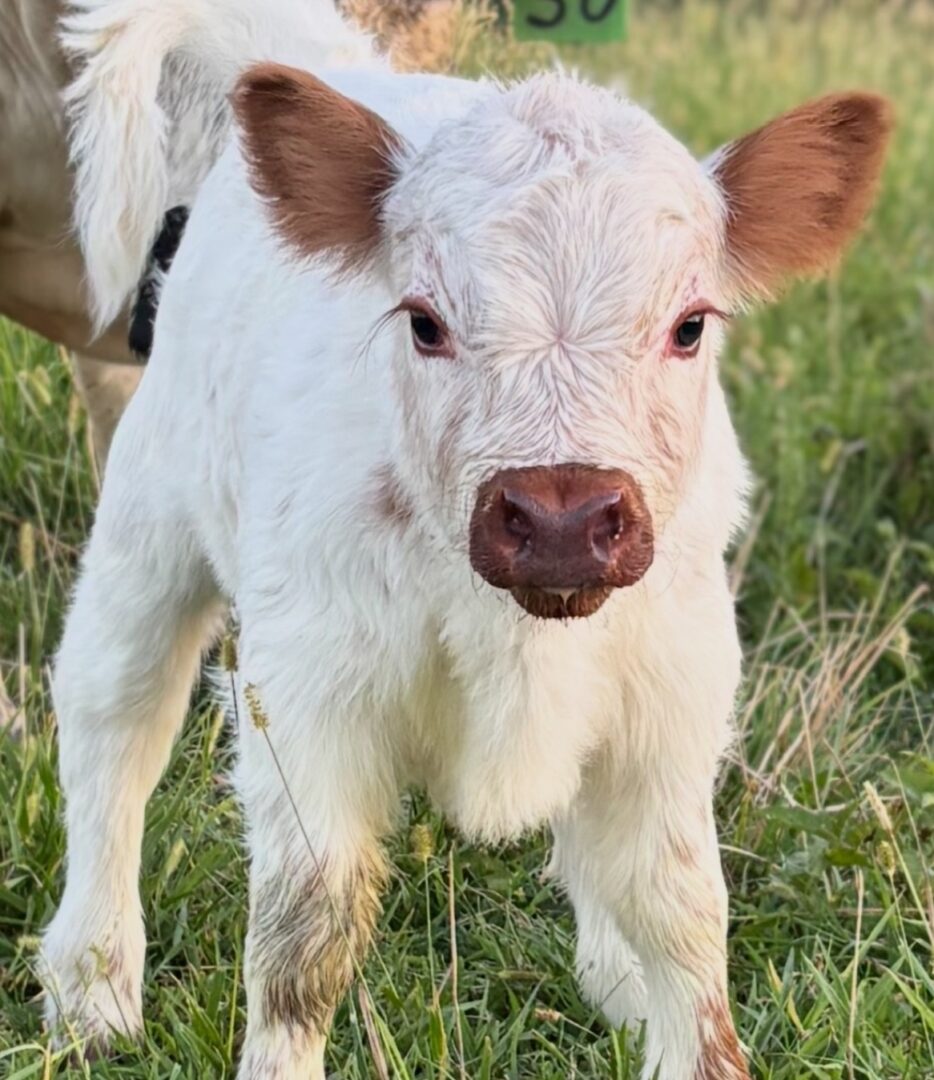 Young white cow with brown ears