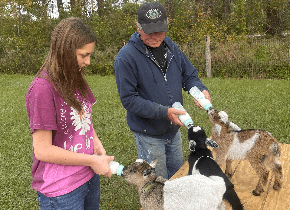 Outdoor goat feeding activity