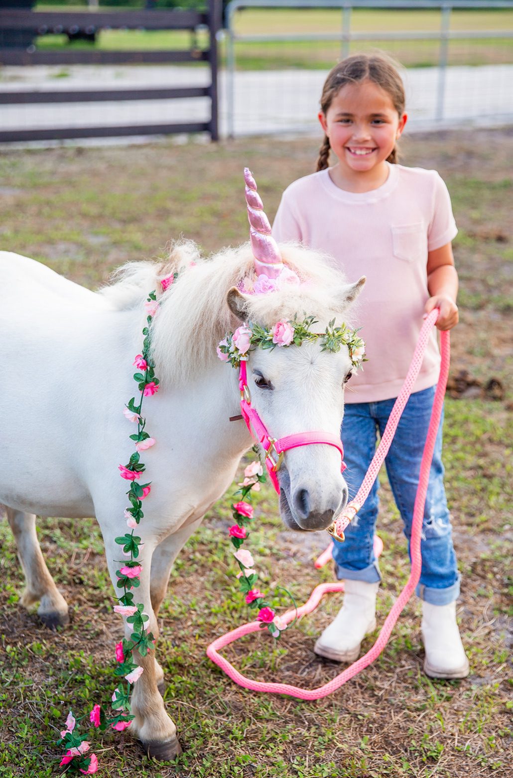 Highland Cow Portraits(3)