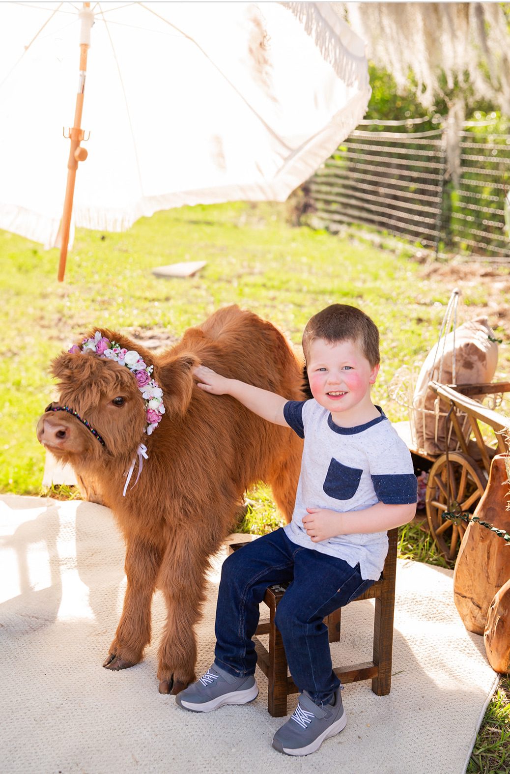Highland Cow Portraits(4)