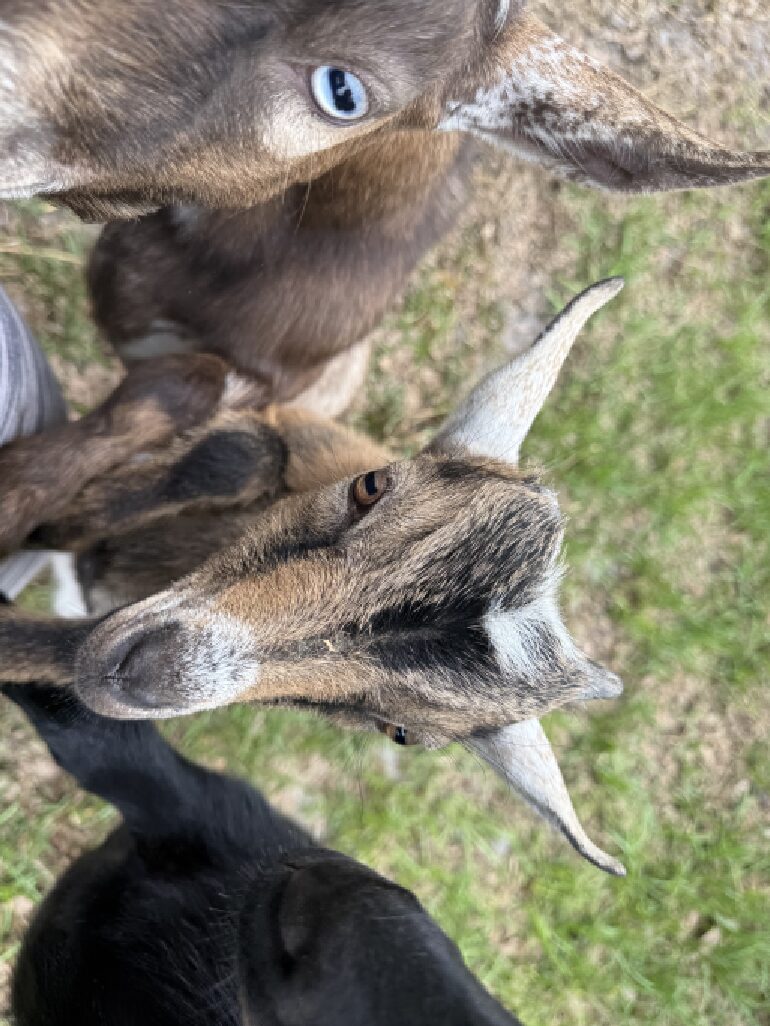 Close-up of blue-eyed goat trio
