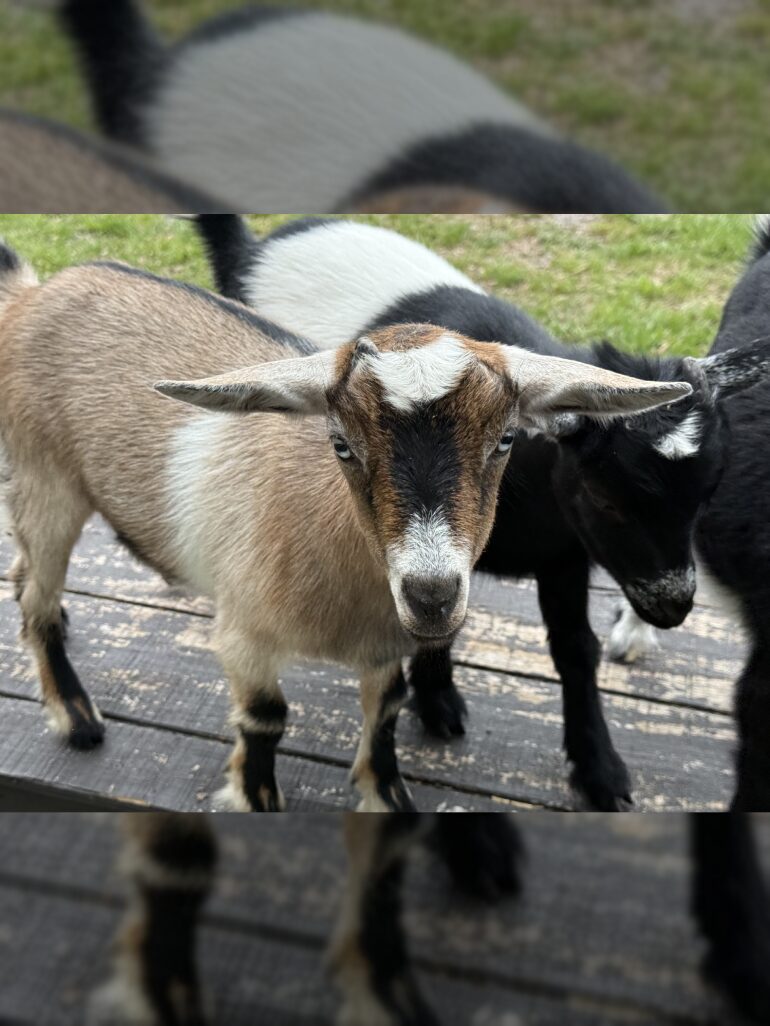 Two baby goats on wooden deck