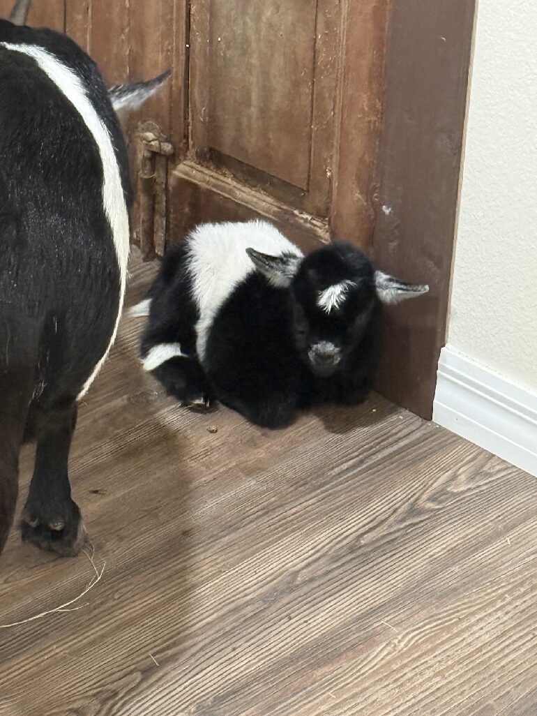 black and white baby goat resting by door