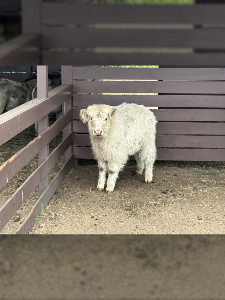 White fluffy calf standing inside wooden pen