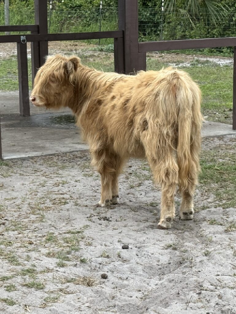 Shaggy golden Highland calf standing outdoors