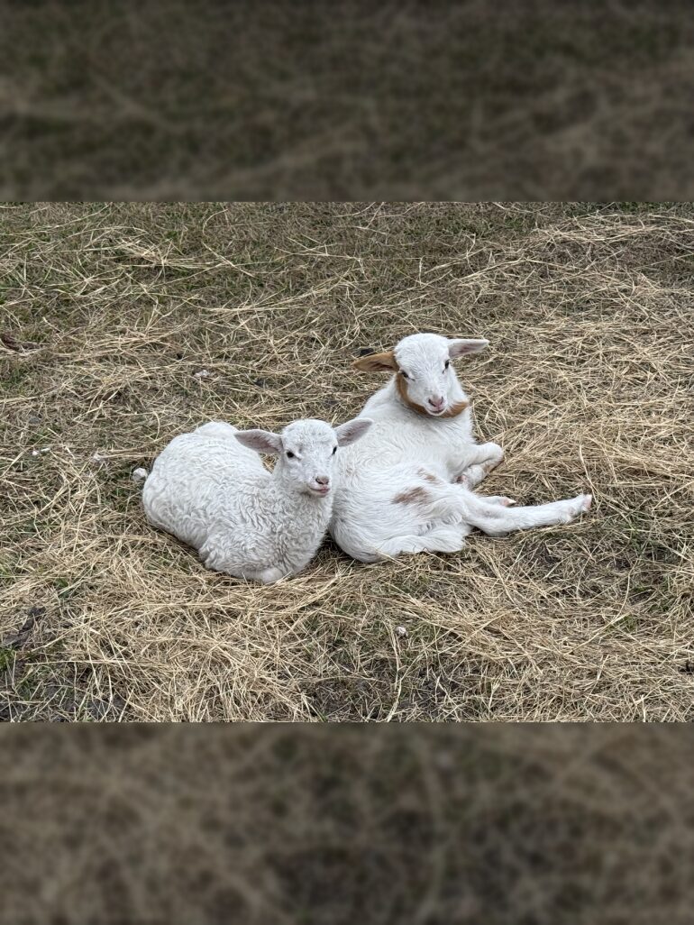 Two white lambs resting on dry grass