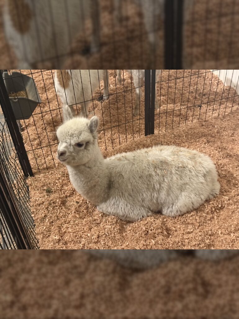 Baby alpaca lying on wood shavings