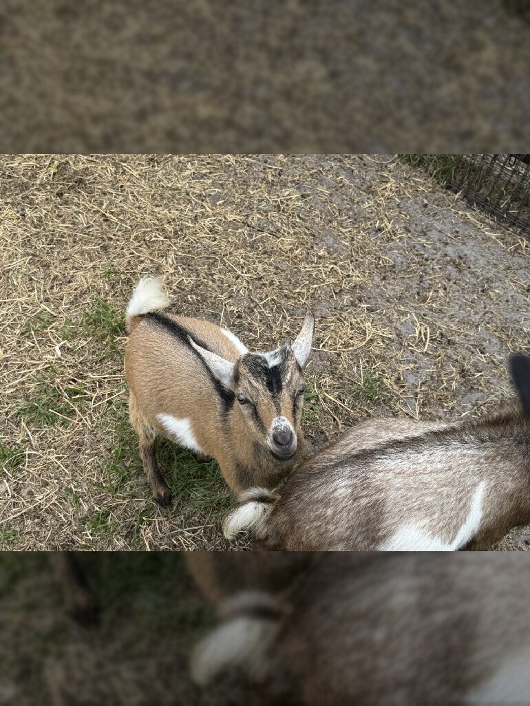 Brown and white baby goat on hay