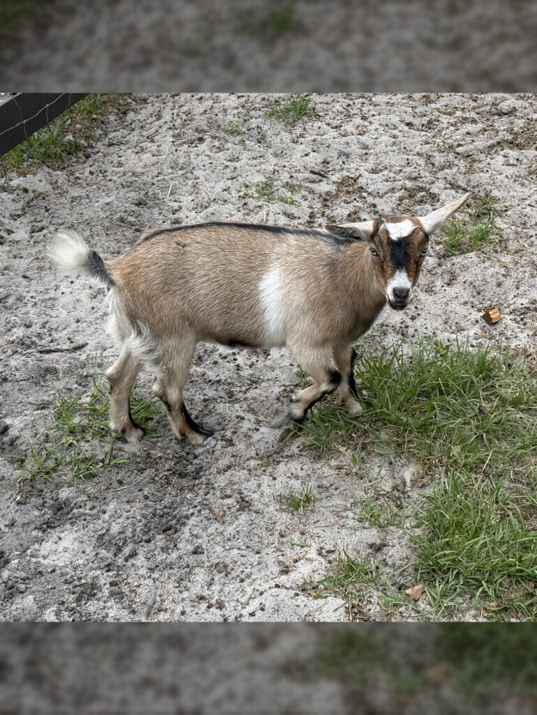 Brown and white goat standing on sandy ground