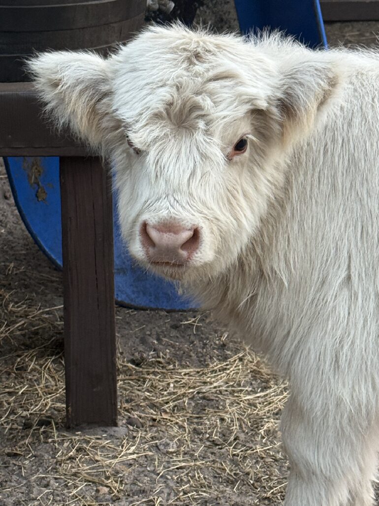 Fluffy white calf looking at camera