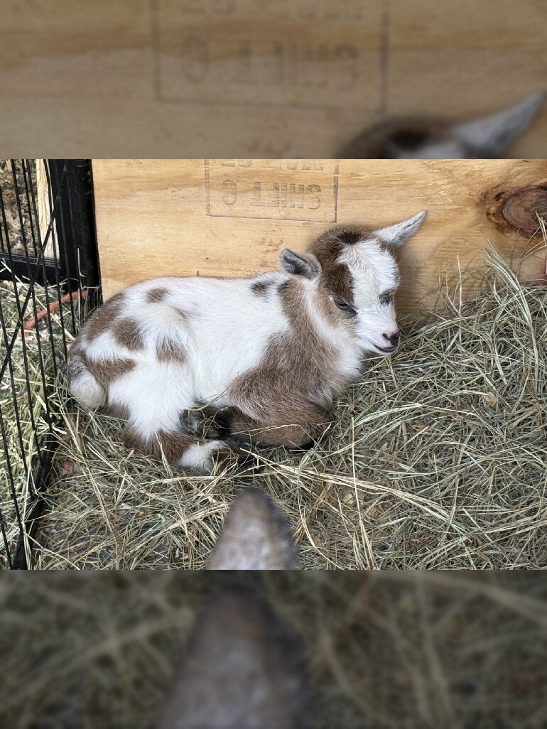 Cute baby goat sleeping on hay