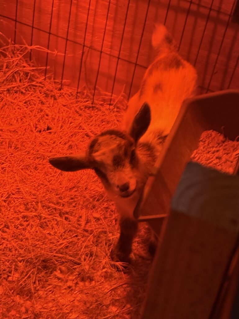 Goat exploring a cozy straw-filled pen