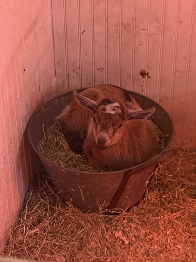 Brown goat kid resting in metal tub