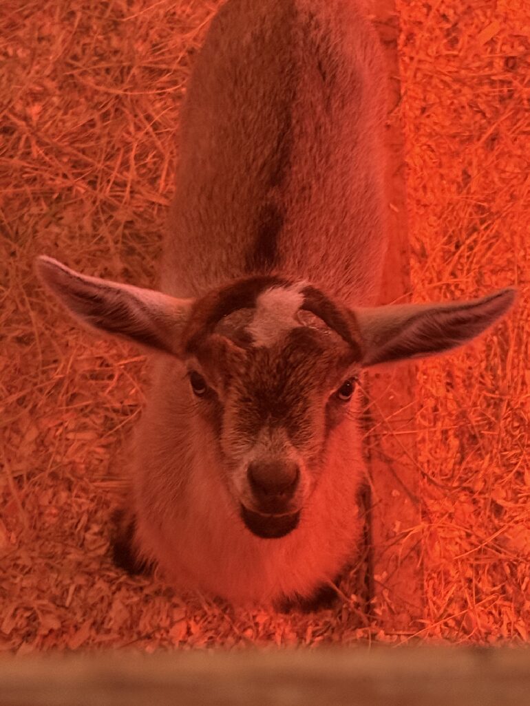 Baby goat under red heat lamp