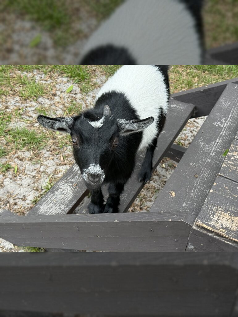 Black and white goat on wooden bench