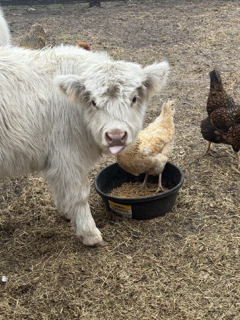 White calf and chickens eating from feed tub