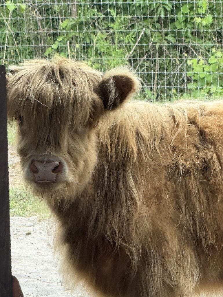 Brown Highland cow with shaggy hair