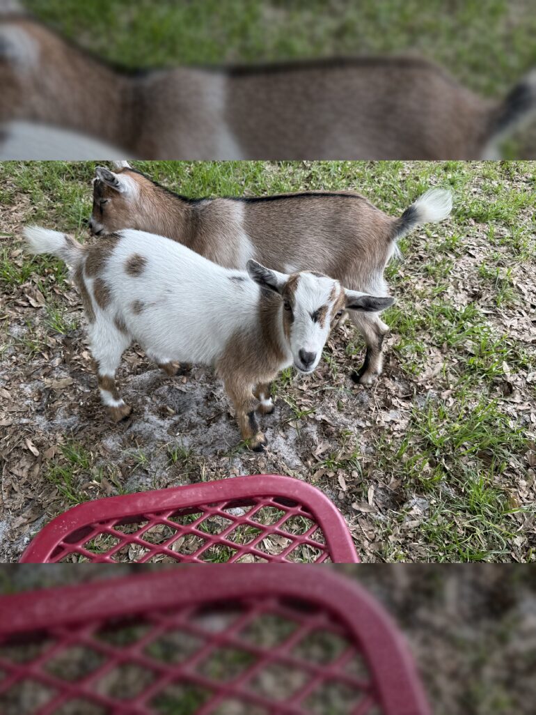 Two small goats near red outdoor chair